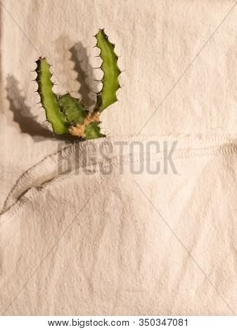Small Green Cactus In A White Towel