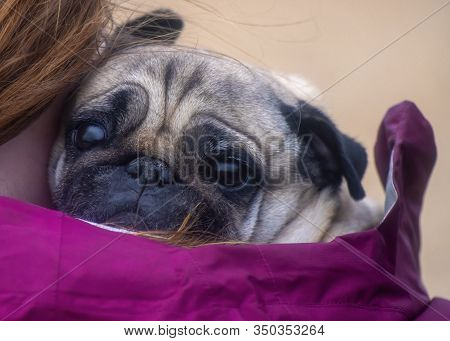 Sad  Frightend Pug Dog Being Cuddled In The Cold Wet Weather By His Owner Close Up Facing The Camera