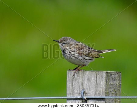 A Meadow Pipit Sits On A Fince Post In Scotland