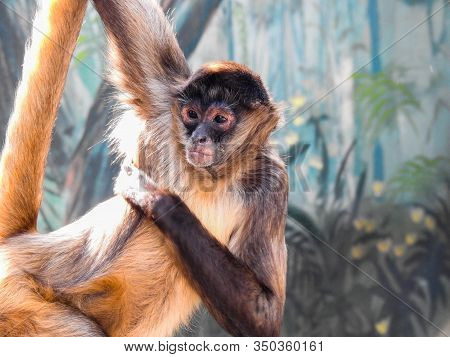 A Spider Monkey Hangs From A Tree