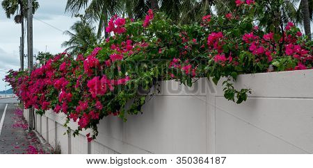 Fuschia And Pink Bougainvillea Flowers Hanging Over Wall On The Side Of The Road In Pranburi Thailan