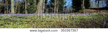 Detail Of Violet Crocus Bloomin In The Rosegarden In Darmstadt, Germany