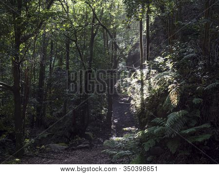 Cubo De La Galga Nature Park With Path In Beautiful Mysterious Laurel Forest, Laurisilva Lush Subtro