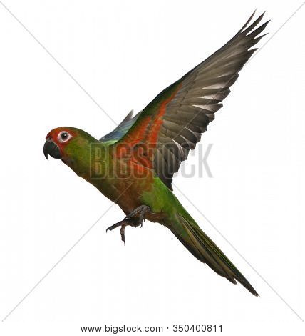 Golden-capped Parakeet, Aratinga auricapilla aurifrons, 6 months old, flying in front of white background