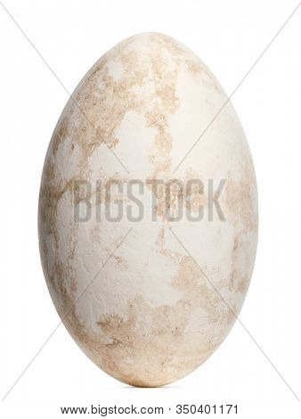 Greater Flamingo egg, Phoenicopterus roseus, 9.1cm against white background