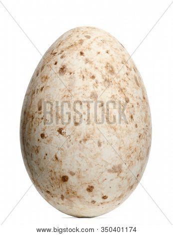 Sarus Crane egg, Grus antigone, 9,3cm against white background