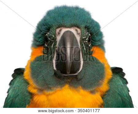 Blue-throated Macaw, Ara glaucogularis, 4 months old, in front of white background