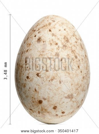 Sarus Crane egg, Grus antigone, 9,3cm against white background