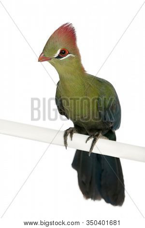 Fischer's Turaco, Tauraco fischeri, 6 months old, in front of white background