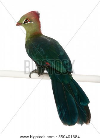 Fischer's Turaco, Tauraco fischeri, 6 months old, in front of white background
