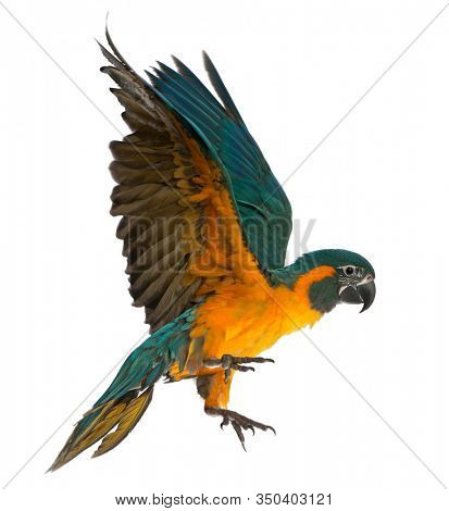 Blue-throated Macaw, Ara glaucogularis, 4 months old, flying in front of white background