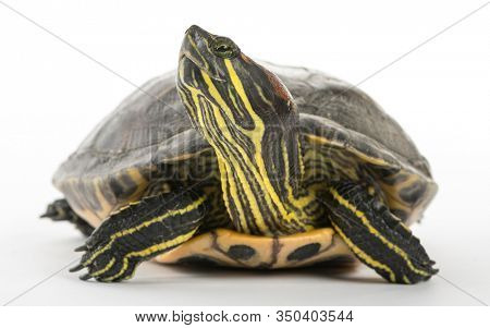 Pond slider, Trachemys scripta, isolated on white