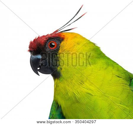 Close-up of a Horned Parakeet profile, Eunymphicus cornutus, isolated on white
