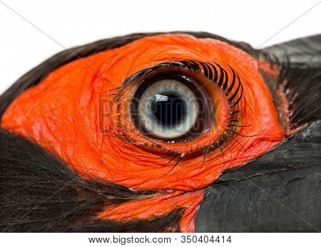 Close-up of a Southern Ground Hornbill's eye, Bucorvus leadbeateri, isolated on white