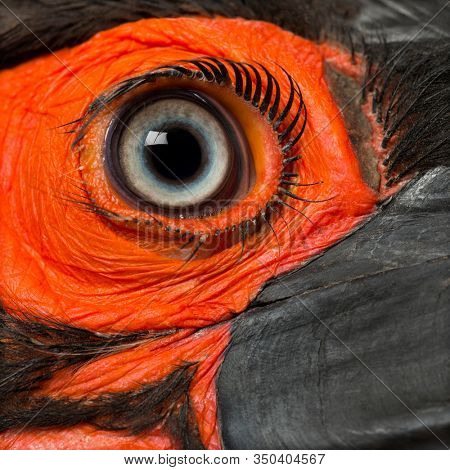 Close-up of a Southern Ground Hornbill's eye, Bucorvus leadbeateri