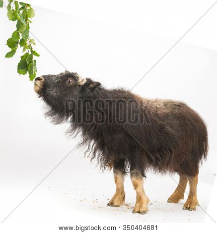 Young Muskox, Ovibos moschatus, isolated on white