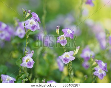 Creeping Foxglove, Acanthaceae, Creeping Foxglove Name Purple Flower Spreading, Herbaceous Groundcov