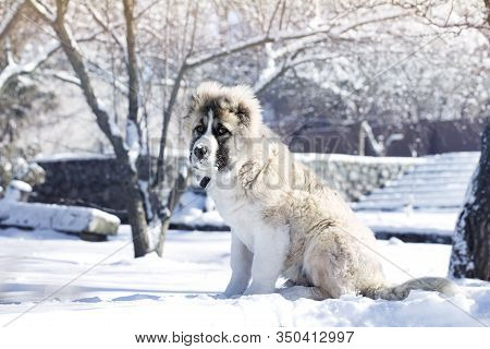 Caucasian Shepherd Puppy In Winter. Cute Caucasian Shepherd Puppy. Caucasian Shepherd Dog Is 4 Month