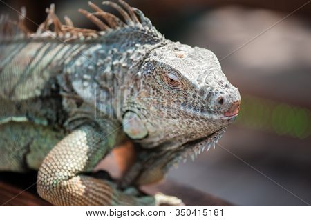 A Male Green Iguana Or American Iguana With Spines And Dewlap A Large Neck Bag