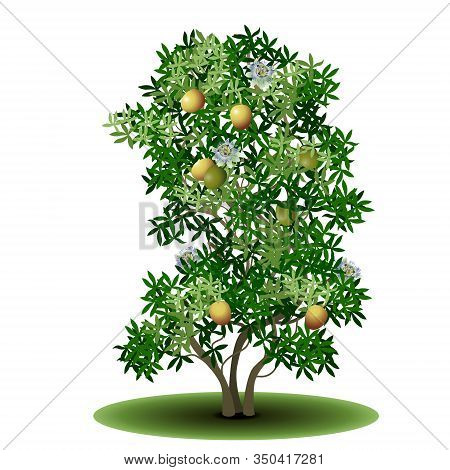 Detached Tree Passionflower With Green Leaves And Fruits On A White Background