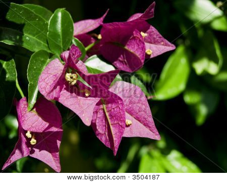 Buganvillea roxo flores