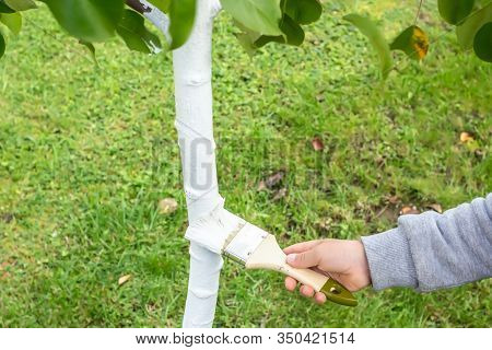 Whitewashing The Trunk Of A Young Apple Tree. Hand With A Brush Covering The Tree With White Paint T