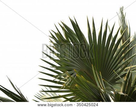 Cut Outline Green Leaves Plam Isolated On White Background