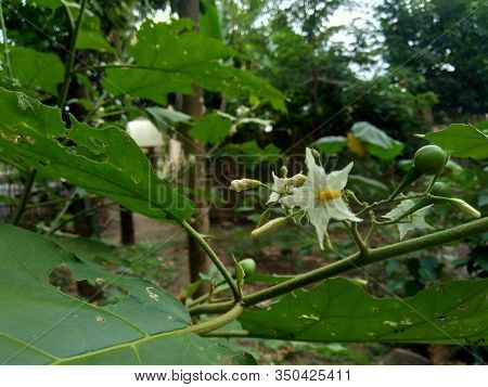 Mini Eggplant (solanum Torvum) With Green Leaves And White Flowers
