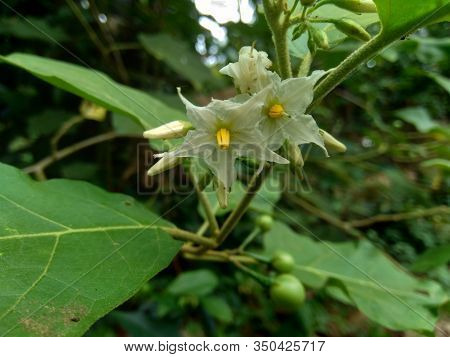 Mini Eggplant (solanum Torvum) With Green Leaves And White Flowers
