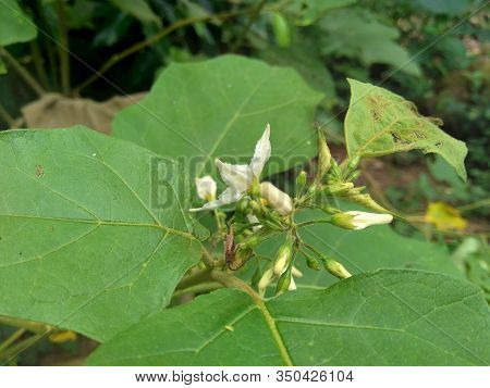 Mini Eggplant (solanum Torvum) With Green Leaves And White Flowers