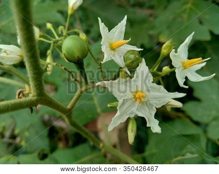 Mini Eggplant (solanum Torvum) With Green Leaves And White Flowers