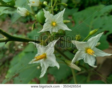 Mini Eggplant (solanum Torvum) With Green Leaves And White Flowers