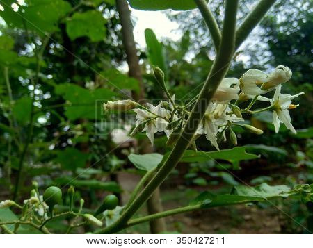 Mini Eggplant (solanum Torvum) With Green Leaves And White Flowers