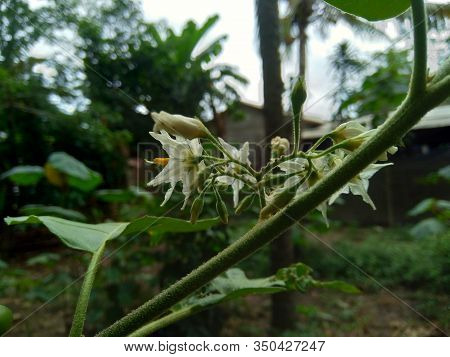 Mini Eggplant (solanum Torvum) With Green Leaves And White Flowers