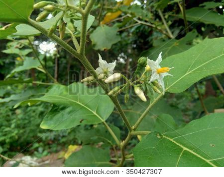 Mini Eggplant (solanum Torvum) With Green Leaves And White Flowers