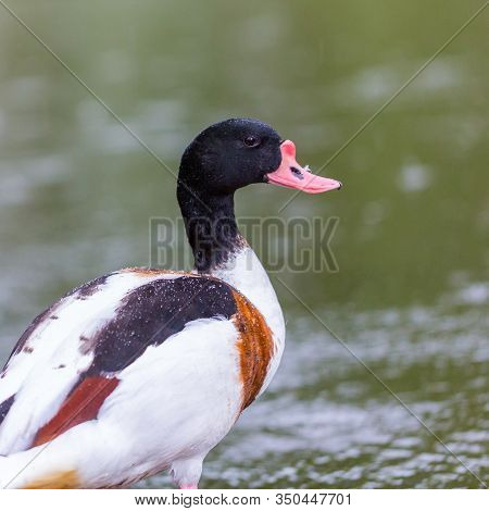Natural Close-up One Shelduck (tadorna Tadorna) Standing In Water