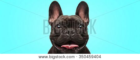 closeup of an adorable french bulldog puppy dog looking very happy and eager on blue background