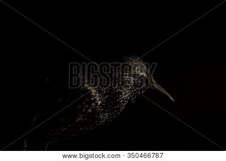 Black Bird On A Black Background. Abstract Photo Of A Bird.