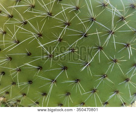 Background With The Green Texture Of A Cactus
