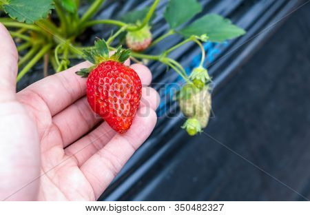 The Fresh Strawberry On The Male Hand From The Local Organic Farm In  Mashiko, Haga District, Tochig
