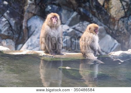 A Japanese Baby Snow Monkey Or Macaque With Hot Spring On-sen In Jigokudani Monkey Park, Shimotakai