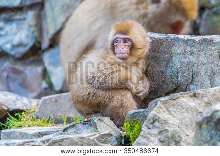 A Japanese Baby Snow Monkey Or Macaque With Hot Spring On-sen In Jigokudani Monkey Park, Shimotakai