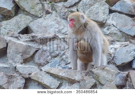 A Japanese Baby Snow Monkey Or Macaque With Hot Spring On-sen In Jigokudani Monkey Park, Shimotakai