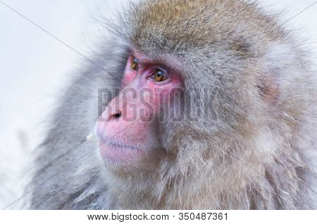 A Japanese Snow Monkey Or Macaque With Hot Spring On-sen In Jigokudani Monkey Park, Shimotakai Distr