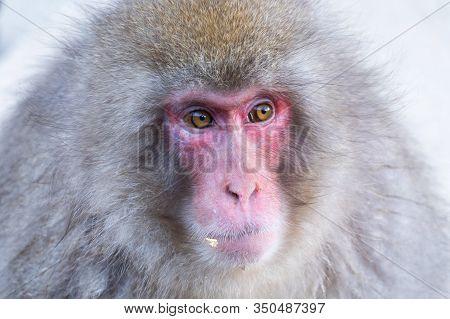 A Japanese Snow Monkey Or Macaque With Hot Spring On-sen In Jigokudani Monkey Park, Shimotakai Distr