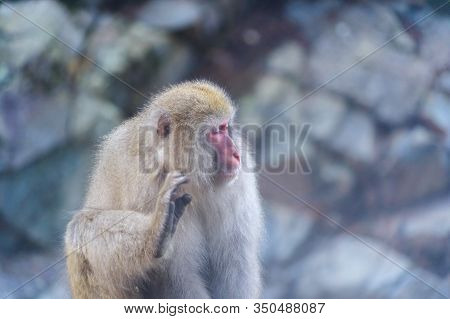A Japanese Snow Monkey Or Macaque With Hot Spring On-sen In Jigokudani Monkey Park, Shimotakai Distr
