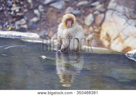 A Japanese Snow Monkey Or Macaque With Hot Spring On-sen In Jigokudani Monkey Park, Shimotakai Distr
