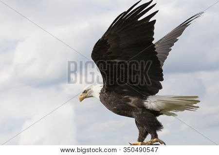 An American Bald Eagle, Bird Of Prey