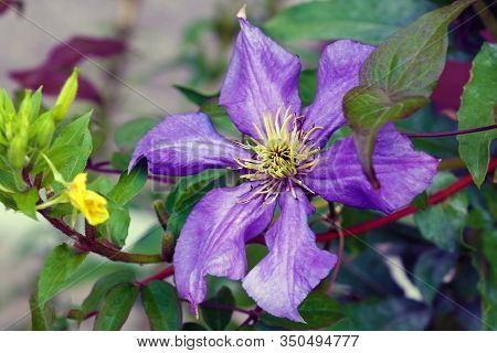 A Purple Clematis Flower, Clematis Viticella, Blooms In A Japanese Garden. Flower Of Clematis - Ranu