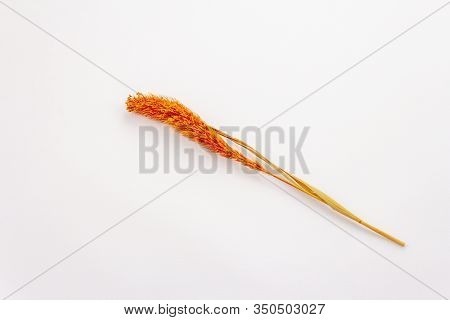 Dry Orange Lagurus, Bunnytail Isolated On White Background. Decorative Fluffy Grass, Beautiful Eleme
